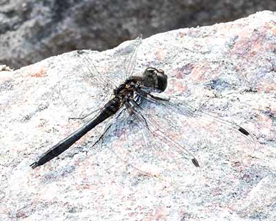 Black Darter