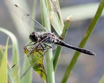 Black Darter