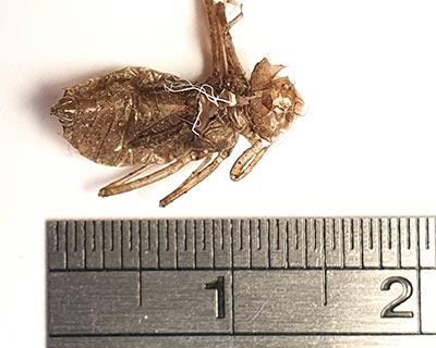 Black Darter (Sympetrum danae) [Teglstrup Hegn (nordsjælland), Denmark]