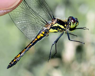 Black Darter