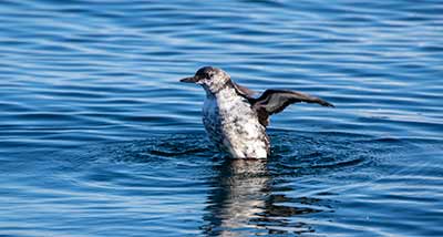 Black Guillemot