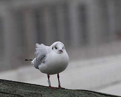 Black-headed Gull (Chroicocephalus ridibundus) [Søerne (København), Denmark]
