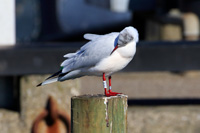 Black-headed Gull (Chroicocephalus ridibundus) [Dragør, Denmark]