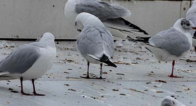 Black-headed Gull (Chroicocephalus ridibundus) [Søerne (København), Denmark]