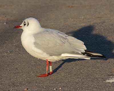 Black-headed Gull (Chroicocephalus ridibundus) [Brøndby Strand, Denmark]