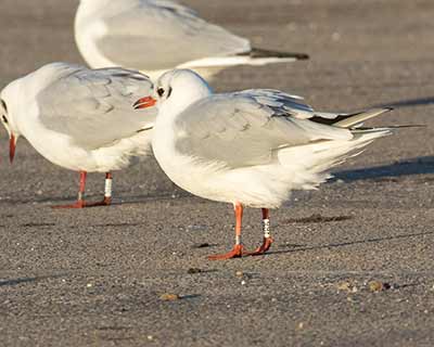 Black-headed Gull (Chroicocephalus ridibundus) [Brøndby Strand, Denmark]