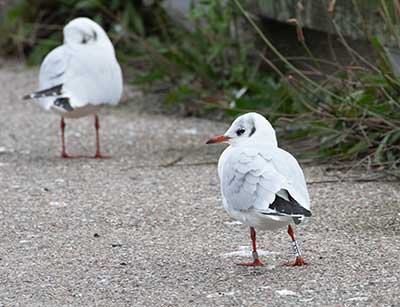 Black-headed Gull (Chroicocephalus ridibundus) [Dragør, Denmark]