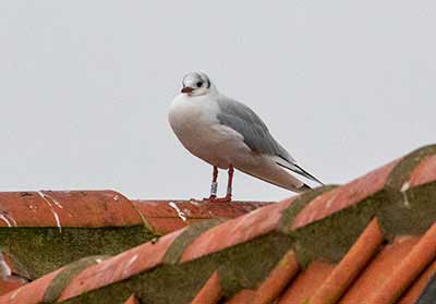 Black-headed Gull (Chroicocephalus ridibundus) [Dragør, Denmark]