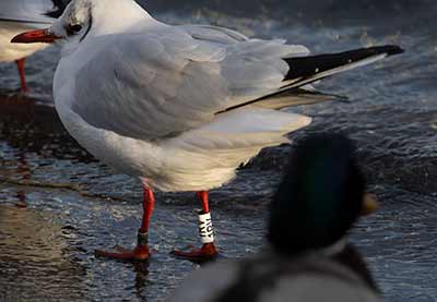 Black-headed Gull (Chroicocephalus ridibundus) [Dragør, Denmark]