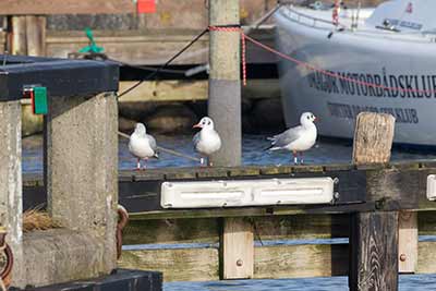 Black-headed Gull (Chroicocephalus ridibundus) [Dragør, Denmark]