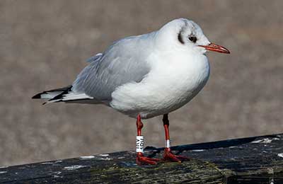 Black-headed Gull (Chroicocephalus ridibundus) [Dragør, Denmark]