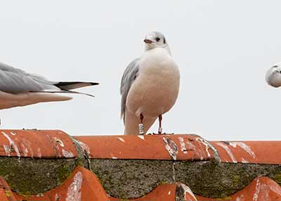 Black-headed Gull (Chroicocephalus ridibundus) [Dragør, Denmark]