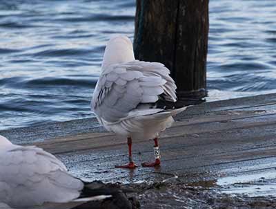 Black-headed Gull (Chroicocephalus ridibundus) [Dragør, Denmark]