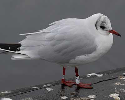 Black-headed Gull (Chroicocephalus ridibundus) [Dragør, Denmark]