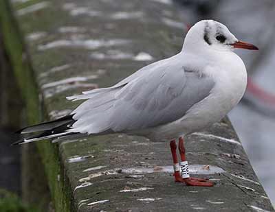 Black-headed Gull (Chroicocephalus ridibundus) [Dragør, Denmark]