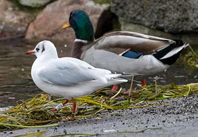Black-headed Gull (Chroicocephalus ridibundus) [Dragør, Denmark]