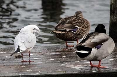 Black-headed Gull