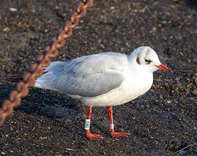 Black-headed Gull (Chroicocephalus ridibundus) [Dragør, Denmark]
