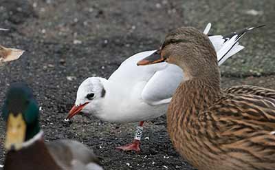 Black-headed Gull (Chroicocephalus ridibundus) [Dragør, Denmark]