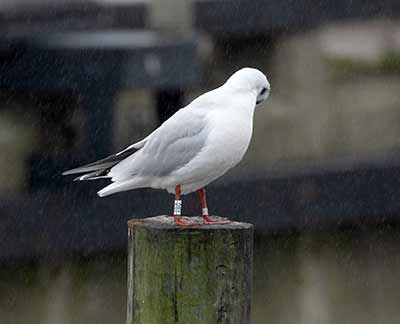 Black-headed Gull (Chroicocephalus ridibundus) [Dragør, Denmark]