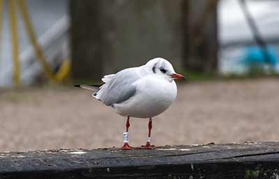 Black-headed Gull (Chroicocephalus ridibundus) [Dragør, Denmark]