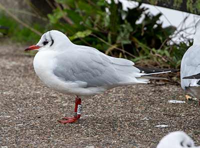 Black-headed Gull (Chroicocephalus ridibundus) [Dragør, Denmark]