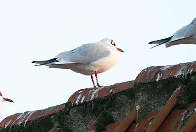 Black-headed Gull (Chroicocephalus ridibundus) [Dragør, Denmark]