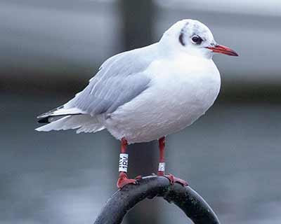 Black-headed Gull (Chroicocephalus ridibundus) [Dragør, Denmark]
