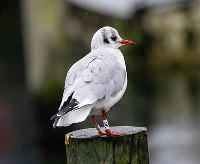 Black-headed Gull (Chroicocephalus ridibundus) [Dragør, Denmark]