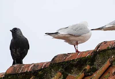 Black-headed Gull (Chroicocephalus ridibundus) [Dragør, Denmark]