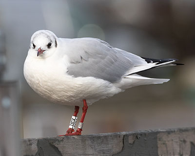 Black-headed Gull (Chroicocephalus ridibundus) [Dragør, Denmark]