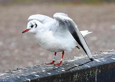 Black-headed Gull (Chroicocephalus ridibundus) [Dragør, Denmark]