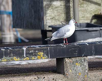 Black-headed Gull (Chroicocephalus ridibundus) [Dragør, Denmark]