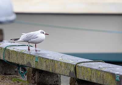 Black-headed Gull (Chroicocephalus ridibundus) [Dragør, Denmark]