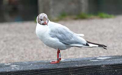 Black-headed Gull (Chroicocephalus ridibundus) [Dragør, Denmark]