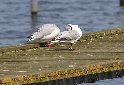 Black-headed Gull (Chroicocephalus ridibundus) [Dragør, Denmark]