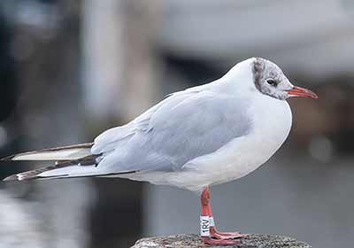 Black-headed Gull (Chroicocephalus ridibundus) [Dragør, Denmark]