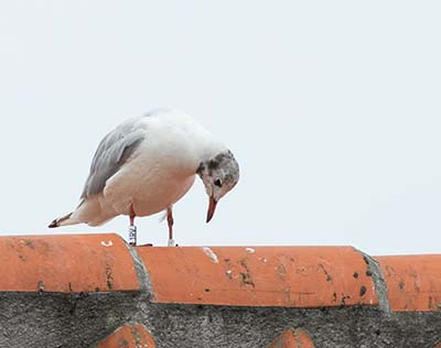 Black-headed Gull (Chroicocephalus ridibundus) [Dragør, Denmark]
