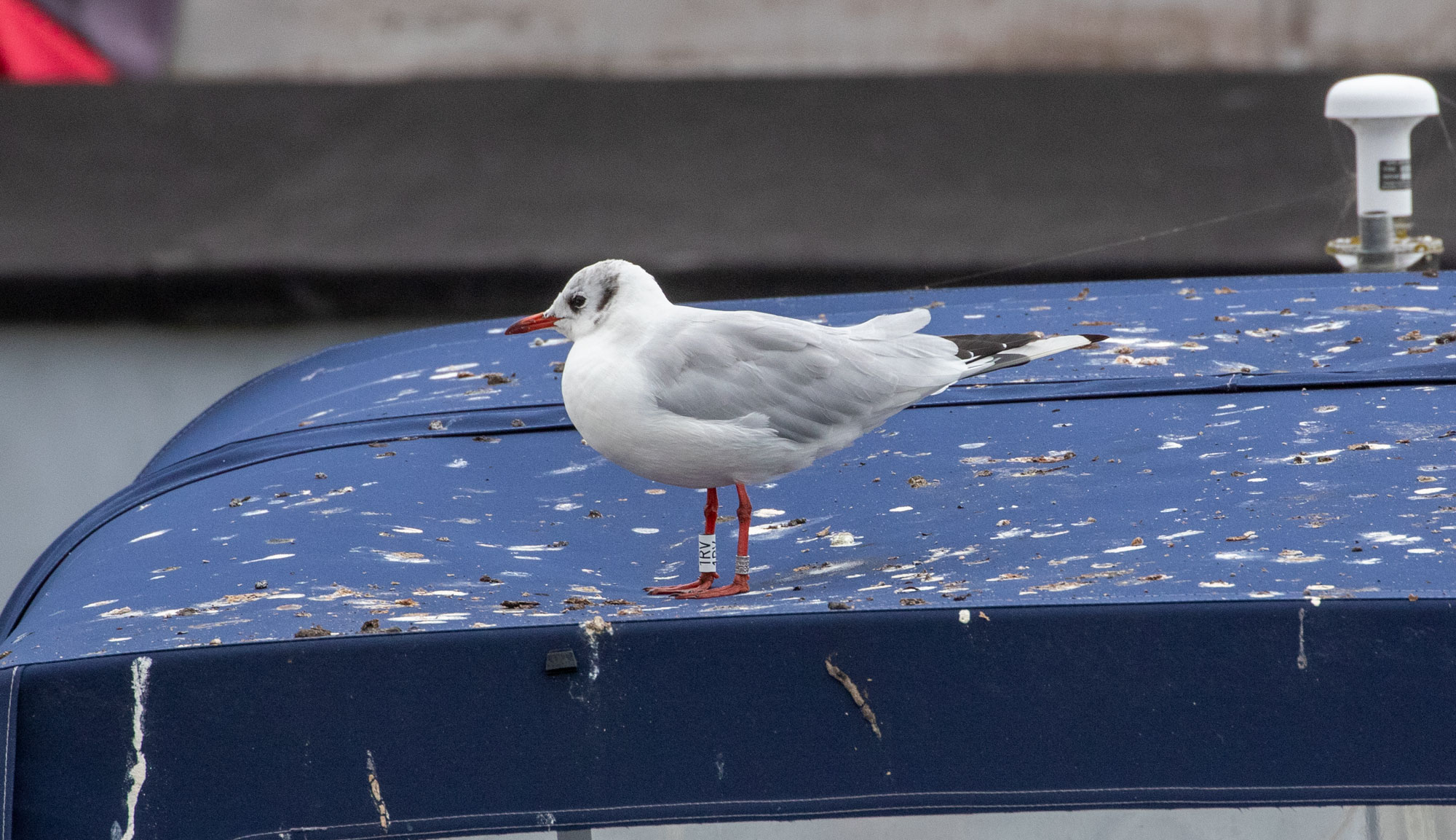 Black-headed Gull (Chroicocephalus ridibundus) [Dragør, Denmark]