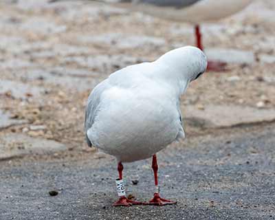 Black-headed Gull (Chroicocephalus ridibundus) [Dragør, Denmark]