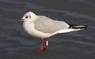 Black-headed Gull (Chroicocephalus ridibundus) [Dragør, Denmark]