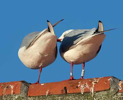 Black-headed Gull (Chroicocephalus ridibundus) [Dragør, Denmark]