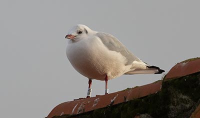 Black-headed Gull (Chroicocephalus ridibundus) [Dragør, Denmark]