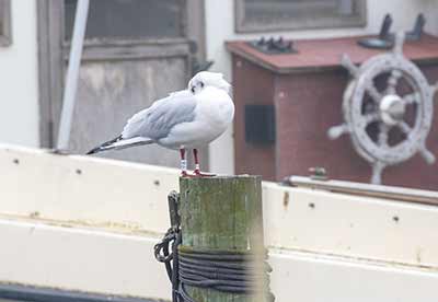 Black-headed Gull (Chroicocephalus ridibundus) [Dragør, Denmark]