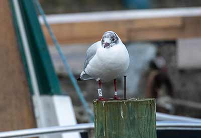 Black-headed Gull (Chroicocephalus ridibundus) [Dragør, Denmark]