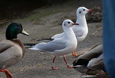 Black-headed Gull (Chroicocephalus ridibundus) [Dragør, Denmark]