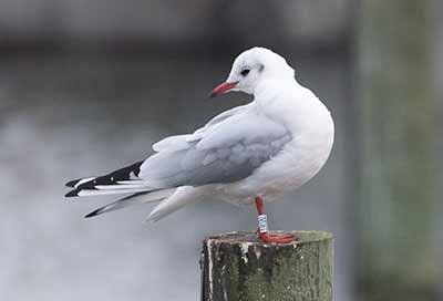 Black-headed Gull (Chroicocephalus ridibundus) [Dragør, Denmark]
