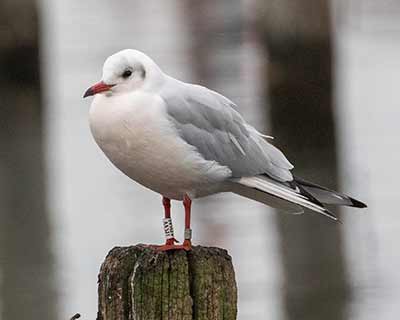 Black-headed Gull (Chroicocephalus ridibundus) [Dragør, Denmark]