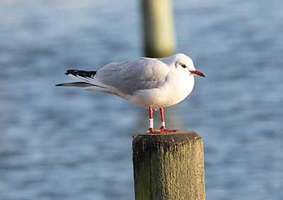 Black-headed Gull (Chroicocephalus ridibundus) [Dragør, Denmark]