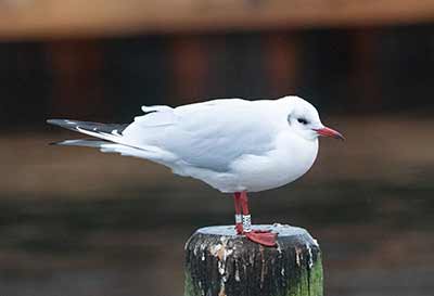 Black-headed Gull (Chroicocephalus ridibundus) [Dragør, Denmark]